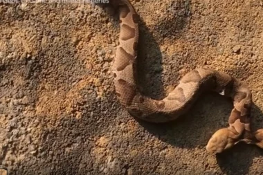 (VIDEO) DVOGLAVA ZMIJA ŠOKIRALA SVET: Tek da vidite šta radi jezikom