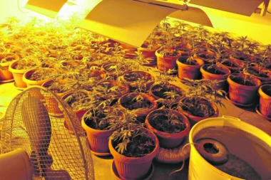 DOLIJALI! Akcija policije u Sremskoj Mitrovici: Marihuanu gajili u kući!