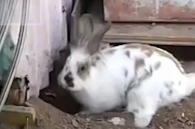 HEROJ: ZEC SPASAO ŽIVOT MAČETU!