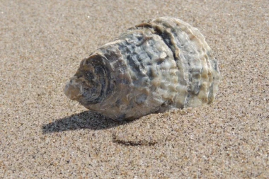 PRONAĐENO NAJSTARIJE ŽIVO BIĆE: Naučnici ga UBILI dok su ga proučavali