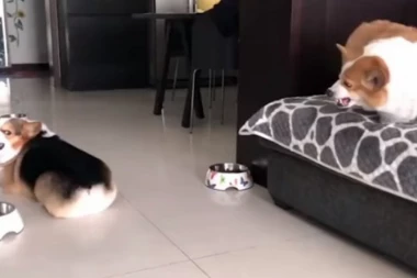 (VIDEO) Ovi debeljuškasti korgiji će vam ULEPŠATI DAN!