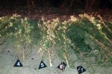 POLICIJA NAŠLA 50 KILOGRAMA DROGE: Uhvaćen diler dok je obrađivao zasad marihuane