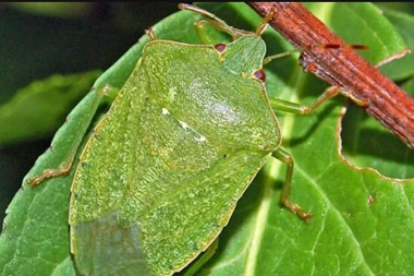 NAJEZDA SMRDIBUBA U BEOGRADU: Evo kako ih se rešiti, a izbeći smrad!