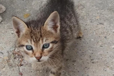 (VIDEO) KAKAV DIRLJIV MOMENAT: Vatrogasac spasao mače, pa briznuo u plač