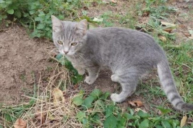 BUDIMO HUMANI: Šest malih maca čeka da ih udomite!