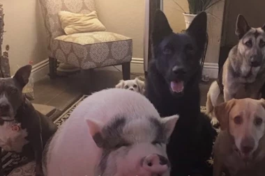 (VIDEO) ONA JE VOĐA ČOPORA: Neverovatno šarmantna svinja je glavna u ovoj porodici!