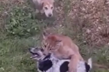(UZNEMIRUJUĆI VIDEO) Upala im puma u dvorište i ŠČEPALA PSA, ali čudo se ipak dogodilo!