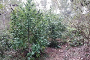 Gajili kanabis na obali Dunava, zaplenjeno 100 KILOGRAMA!
