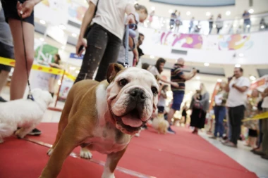 Bravo, Beograde! PET FRIENDLY OPŠTINE: Od decembra sa manjim kućnim ljubimcima u šalter sale!