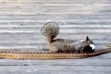 (VIDEO) Gde bi nam bio kraj kada bi gazili prepreke kao što ova VEVERICA NAPADA ZMIJU?!