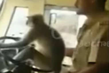 (VIDEO) TRAGIKOMEDIJA: Vozač autobusa pustio majmuna da vozi, pa SUSPENDOVAN SA POSLA!