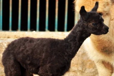 (FOTO, VIDEO) NOVA BEBA U ZOO VRTU: Mama Nutela rodila još jednog tamnog slatkiša!