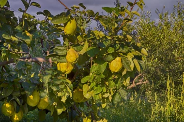Evo zašto za dunju kažu da je najlekovitije voće na svetu: Svakog jutra pojedite jednu i gledajte šta se dešava!