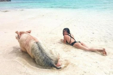 (FOTO) Turisti na ostrvu Big Mejdžor Kej se kupaju sa ovim životinjama!