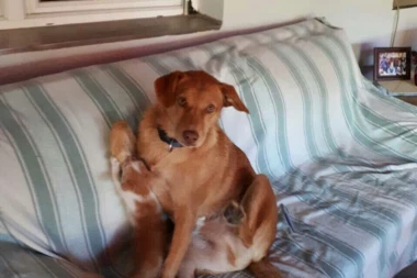 NESTAO POSLE STRAVIČNE SAOBRAĆAJKE: Sa nastradalom Marijom Čajetinac bio pas Žika, porodica moli za info o njemu!