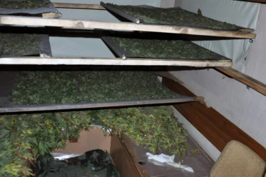 (FOTO) Marihuana u kućnoj radinosti: Policija pronašla ručno pravljenu sušaru i 15 biljaka indijske konoplje