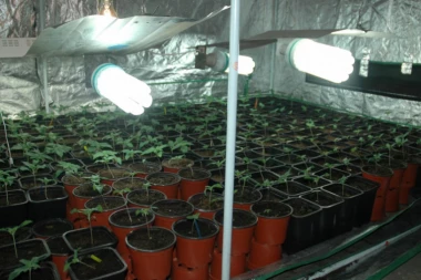 Otkrivena laboratorija za marihuanu u Užicu i uhapšena dva dilera