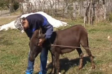 SRBIJA SE DIGLA NA NOGE! Dečak koji je živeo sam bez struje dobio kuću i ŽELJENO MAGARE!