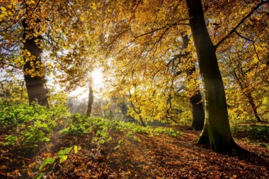 Ovakvo vreme u novembru se ne pamti: Evo koje godine su temperature bile još veće