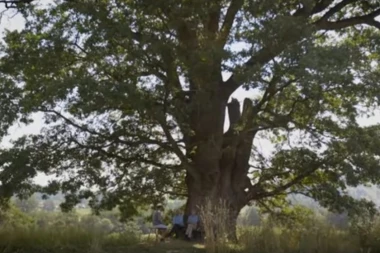 Posekao je šest vekova stari hrast na trasi Koridora 11: Evo da li je kletva sustigla Dragana Jovičića