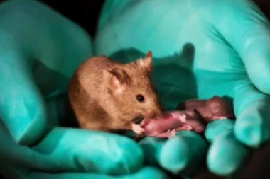 (VIDEO) Da li će zbog ovoga seks i muškarci postati nepotrebni? KINESKI NAUČNICI STVORILI MIŠEVE OD DVE ŽENKE!