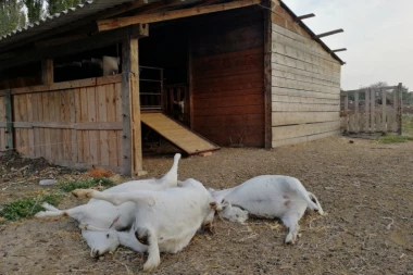 KAO U HOROR FILMU: Više od 70 životinja stradalo kod Vršca (GALERIJA)