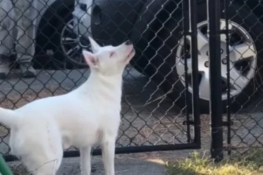 (VIDEO) DUŠA MALA! Pas je gluv i slep, ali ipak OSETI kada mu dolazi gazda!