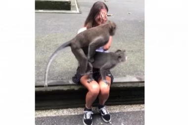 (VIDEO) Majmunska posla: GLEDAJTE, ONI ZA BLAM NE ZNAJU