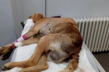 HITNO POTREBNA POMOĆ: Pas Leon je povređen ležao pet dana u jarku i sada mu je neophodna operacija (FOTO) (VIDEO)
