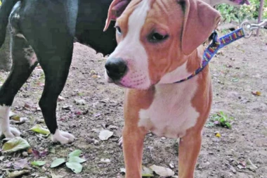 Grad zabranio šetanje pasa tokom dana