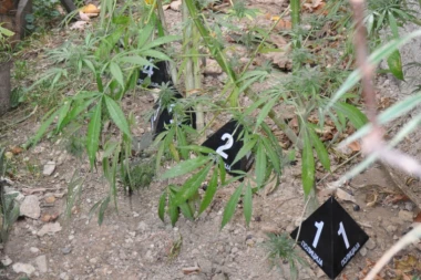 Kakav apsurd! Ispred parlamenta raste kanabis