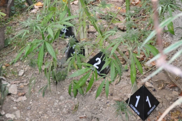 HAPŠENJE U PIROTU ZBOG UZGAJANJA KANABISA!