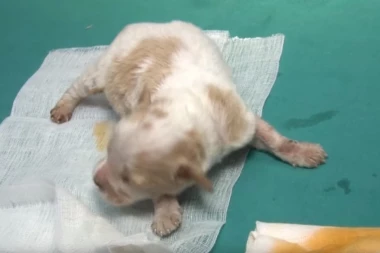 (VIDEO) Pas u neprirodnom položaju koji otežano diše ima ovu bolest