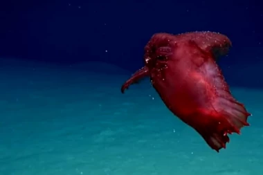 (VIDEO) BEZGLAVO CRVENO ČUDOVIŠTE: Na dnu okeana pronađeno neobično stvorenje!