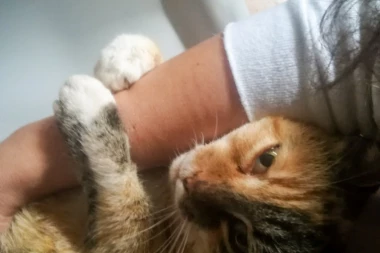 Znate li da postoji MAČJA SIDA, a evo da li je opasna za ljude?