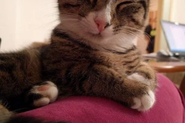 Saveti zlata vredni: Novopečeni vlasnici mačaka OVO moraju da znaju!