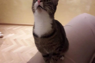 ŠTA VAM MACE PORUČUJU NOĆNIM MJAUKANJEM?