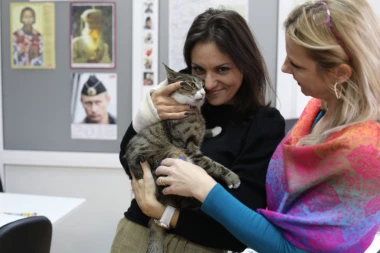 Ljubimac na radnom mestu smanjuje stres, ali imaju i druge prednosti!