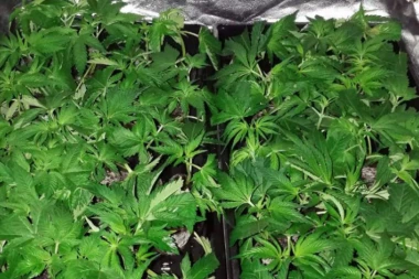 (FOTO) Policija provalila u dve laboratorije za uzgoj marihuane: Uhapšena dvojica dilera!