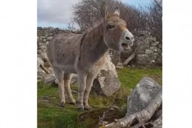 "MAGAROTIJA" PRAVO U OPERU: Poslušajte njegov "tenor" (VIDEO)