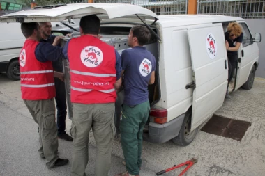 (VIDEO) Ženke ove vrste životinja neprestano mogu da budu trudne