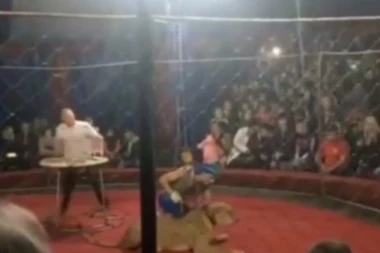 (VIDEO) Lavica u cirkusu skočila na devojčicu i ODGRIZLA JOJ UVO!
