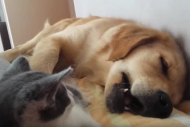 Jedan pospani pas i jedna dosadna mačka... I nastaje jedan beskrajno simpatičan video!