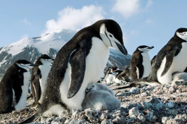 "Fantastičan dan na planeti Zemlji" stiže u bioskope