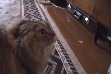 Preminula najpopularnija mačka na svetu