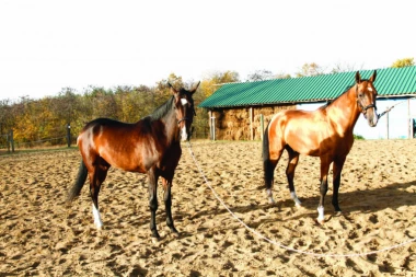 TURKMENISTANSKI I RUSKI KONJI U BARAJEVU: Božanski lepotani samo u Srbiji