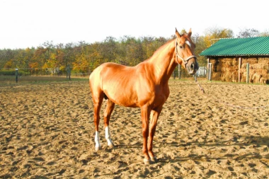 Dete palo sa konja na Košutnjaku!