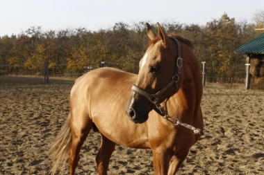 Ružne slike ostaju u prošlosti: Azil za konje "Staro brdo" prikupio novac za arteški bunar!