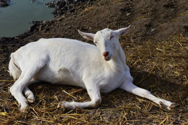 ČUDO U BOLEČU! Ojarila se koza, a domaćine u štali sačekao NEVEROVARAN PRIZOR!