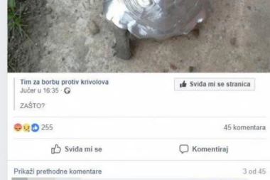 SKANDALOZNA FOTOGRAFIJA: Prosuli farbu na kornjaču, a reakcije ljudi šokirale sve